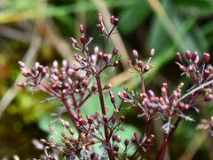 Niphogeton