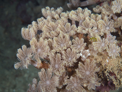 Clavularia