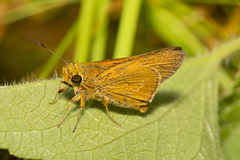 Parnara amalia