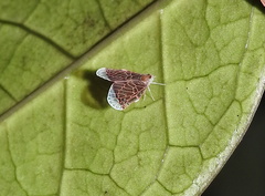 Otiocerinae