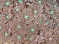 Clavularia