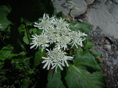 Heracleum apiifolium