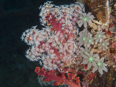 Siphonogorgia godeffroyi