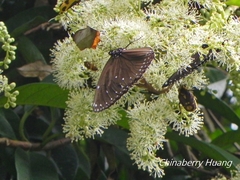 Euploea eunice hobsoni