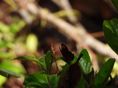 Abisara saturata
