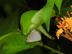 Tajuria mantra mantra