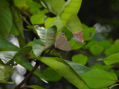 Tajuria mantra mantra