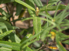 Pittosporum bicolor