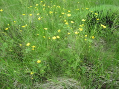 Ranunculus propinquus