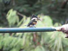 Chloroceryle americana