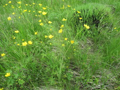 Ranunculus propinquus