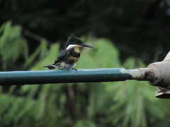 Chloroceryle americana