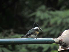 Chloroceryle americana