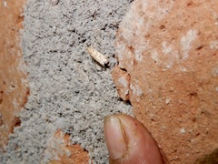 Epicrocis