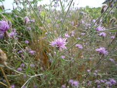 Centaurea stoebe