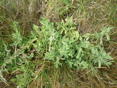 Gypsophila perfoliata