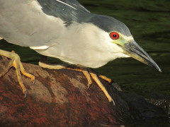 Nycticorax nycticorax
