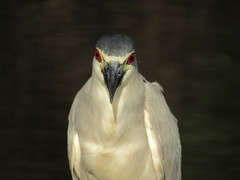 Nycticorax nycticorax
