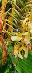 Chauliognathus fenestratus