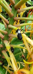 Chauliognathus fenestratus