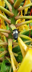 Chauliognathus fenestratus