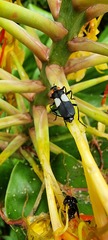 Chauliognathus fenestratus