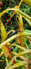 Chauliognathus fenestratus