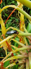 Chauliognathus fenestratus