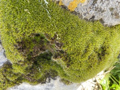 Schistidium maritimum