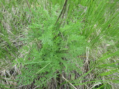 Artemisia laciniata