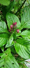 Justicia sellowiana