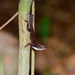 Anolis homolechis homolechis - Photo (c) Allan Hopkins, some rights reserved (CC BY-NC-ND)