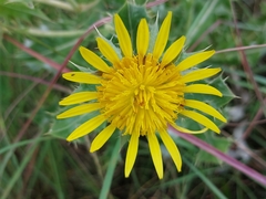 Berkheya onopordifolia