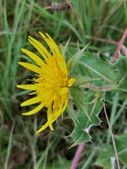 Berkheya onopordifolia