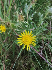 Berkheya onopordifolia