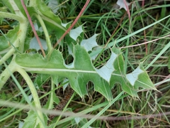 Berkheya onopordifolia
