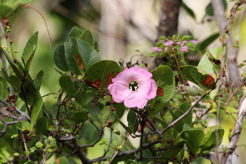 Image of Ipomoea eggersiana by (c) Brooke Smith, some rights reserved (CC BY)