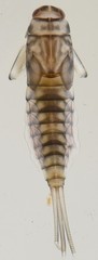 Baetis harrisoni
