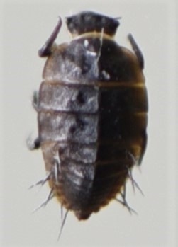 Minute Hygropetric Beetles
