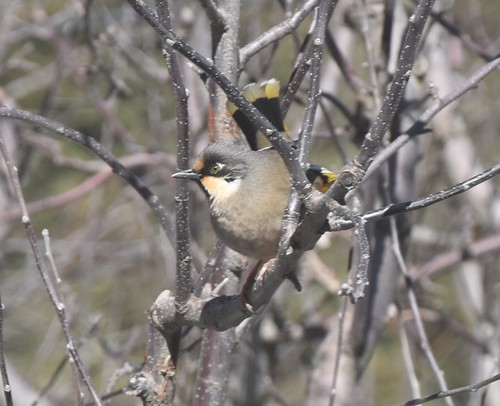 Buntflügelhäherling (Trochalopteron variegatum)