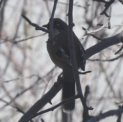 Trochalopteron variegatum