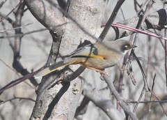 Trochalopteron variegatum