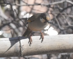 Trochalopteron variegatum