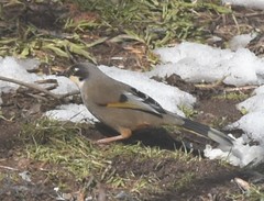 Trochalopteron variegatum