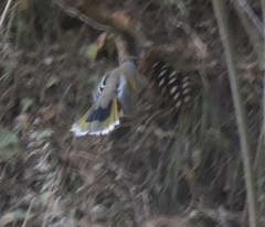 Trochalopteron variegatum