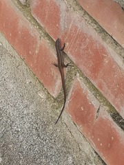 Psammodromus
