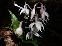 Calanthe arisanensis