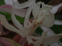 Calanthe arisanensis