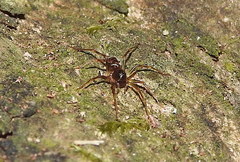 Corinnoidea
