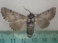 Hypographa aristarcha